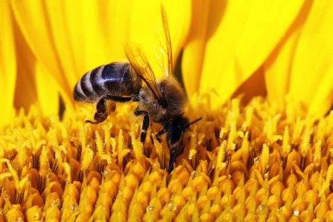 Bee Stock Photos