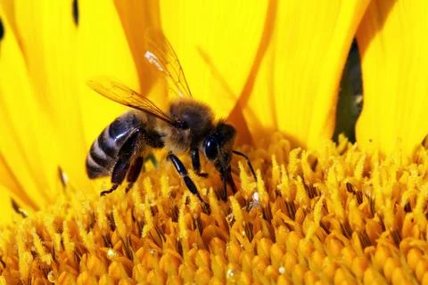 Bee Stock Photos