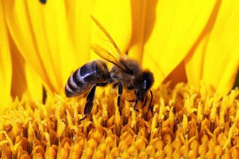Bee Stock Photos