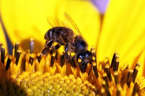 Bee Stock Photos