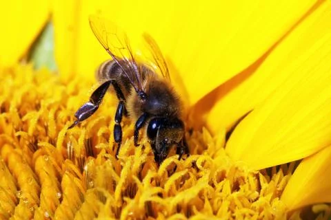 Bee Stock Photos