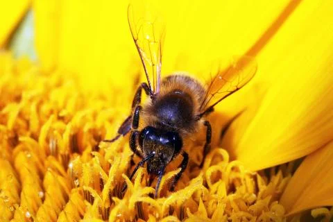 Bee Stock Photos