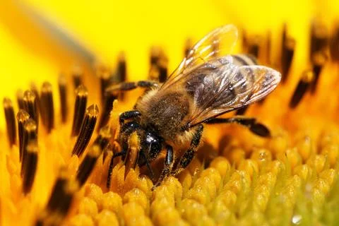 Bee Stock Photos