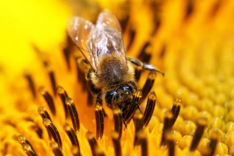 Bee Stock Photos