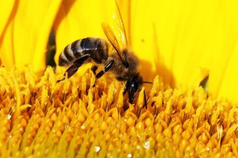 Bee Stock Photos