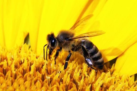 Bee Stock Photos