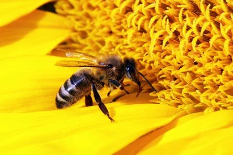 Bee Stock Photos