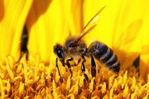 Bee Stock Photos