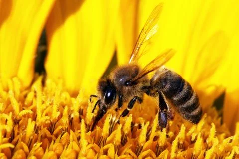 Bee Stock Photos