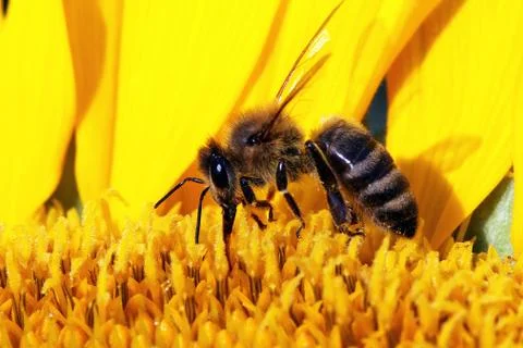Bee Stock Photos