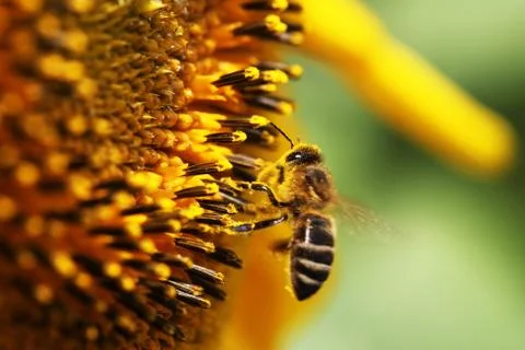 Bee Foto stock