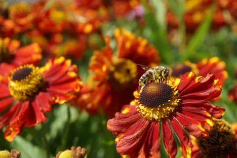 The bee Stock Photos