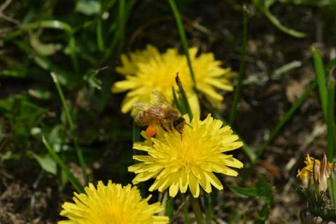Bee Stockfoto's