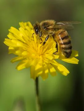 Bee Stock Photos