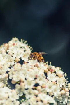 Bee Stock Photos