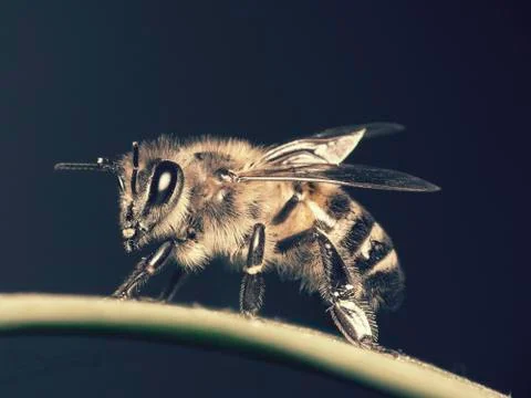 Bee Foto stock