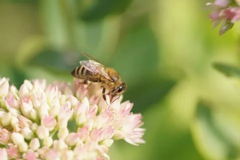 Bee. Stock Photos