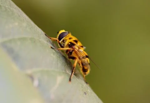 Bee Stock Photos