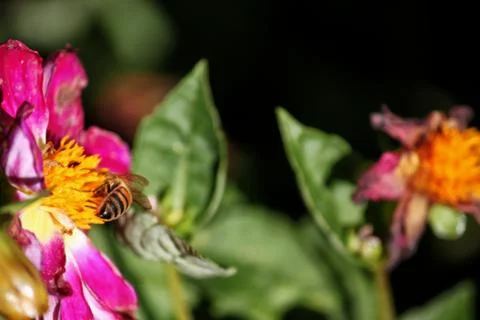 Bee 写真素材