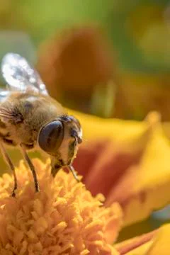 Bee Stock Photos