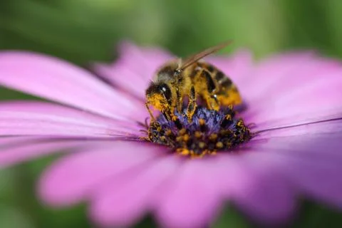 Bee Stock Photos