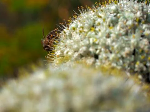 Bee Stock Photos