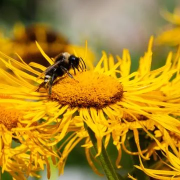 A bee Stock Photos