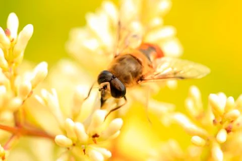 Bee Stock Photos
