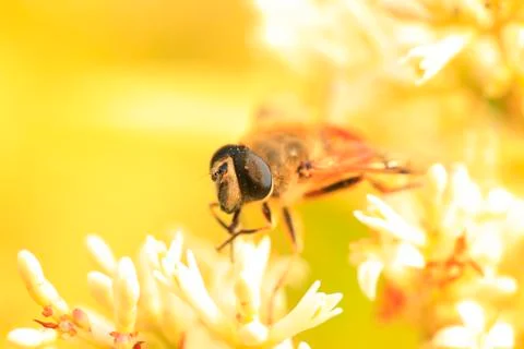 Bee Stock Photos