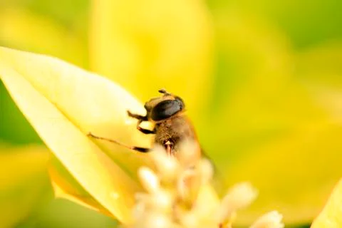 Bee Stock Photos