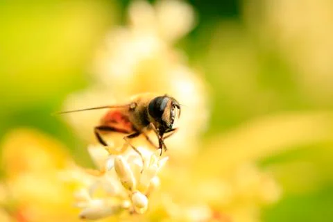 Bee Stock Photos