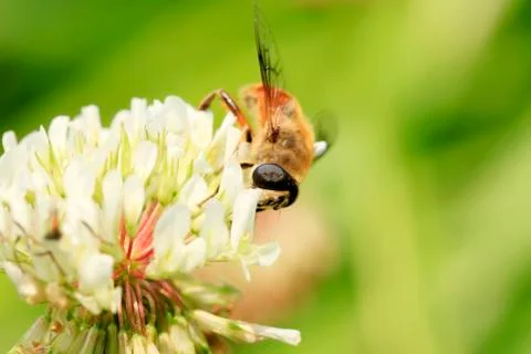 Bee Stock Photos