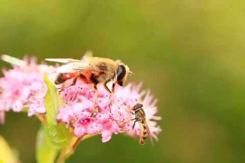 Bee Stock Photos