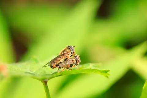 Bee Stock Photos