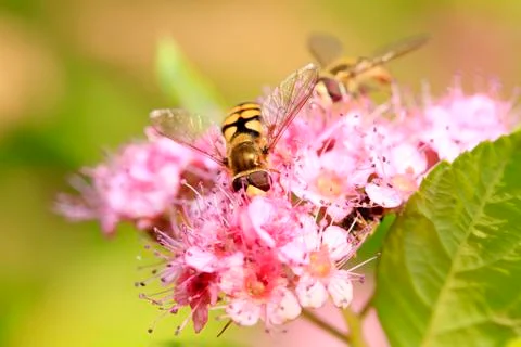 Bee Stock Photos