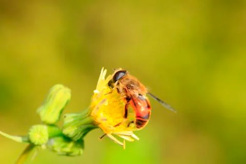 Bee Stock Photos