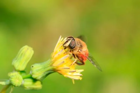 Bee Stock Photos