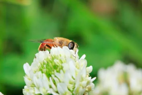 Bee Stock Photos