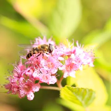 Bee Stock Photos