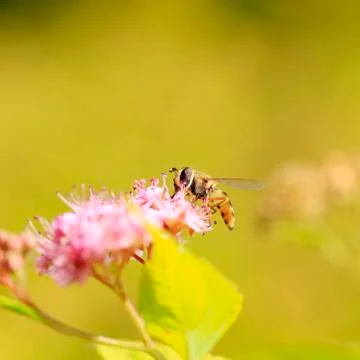 Bee Stock Photos