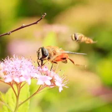 Bee Stock Photos