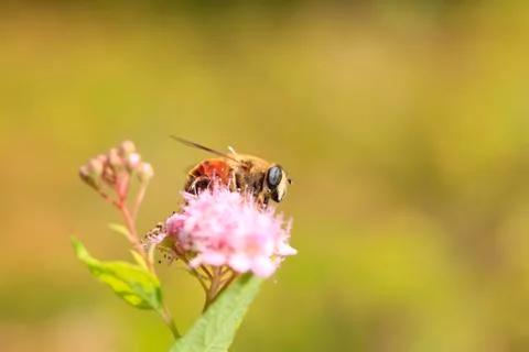 Bee Stock Photos