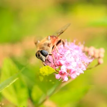 Bee Stock Photos