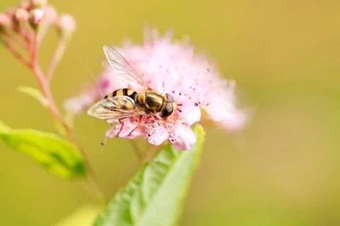 Bee Stock Photos