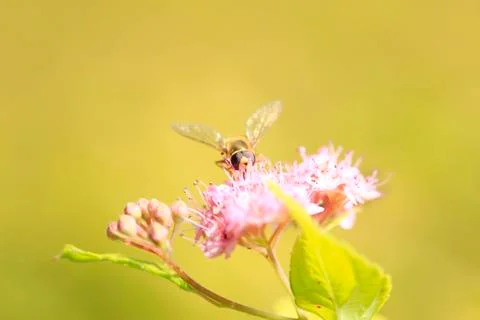 Bee Stock Photos