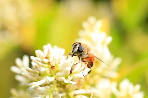 Bee Stock Photos