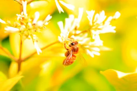 Bee Stock Photos