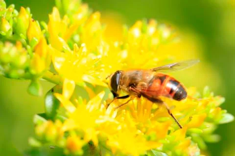 Bee Stock Photos
