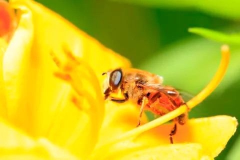 Bee Stock Photos