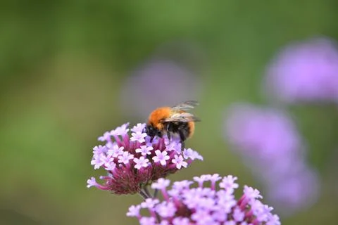 Bee Foto stock